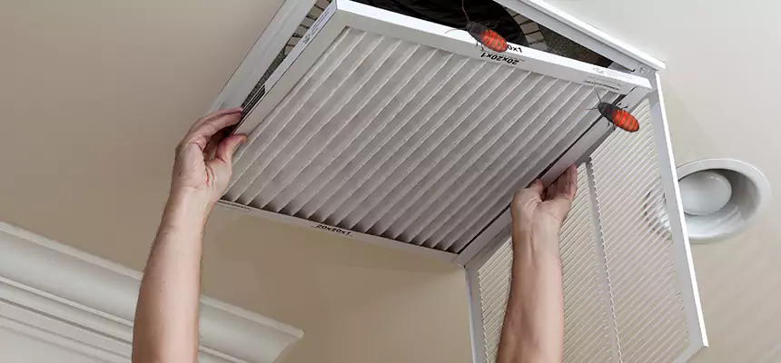 Our Insect Removal from Air Ducts Services in Altamonte Springs, FL