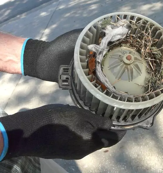 About Air Duct Mice Removal in Altamonte Springs, FL